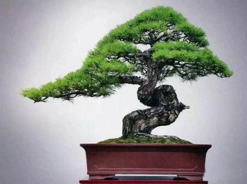 盆景制作3個注意事項，南寧婚慶花藝培訓分享