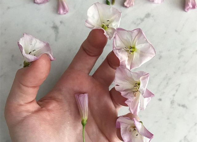 植物藝術(shù)美甲，南寧美甲造型設(shè)計培訓(xùn)分享