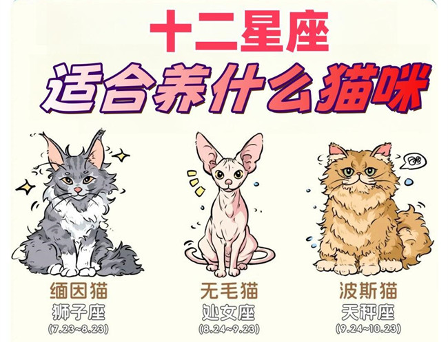 12星座適合養(yǎng)什么貓咪？